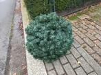 Bolvormige kerstboom, Ophalen, Zo goed als nieuw