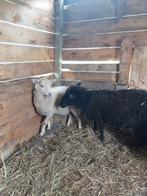 3ooitjes 1 rammetje 200€, Dieren en Toebehoren, Schapen, Geiten en Varkens