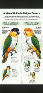 Ik zoek caigue's, Ophalen