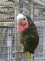 0-1 Amazone de Cuba, prêt pour la reproduction, Femelle, Perroquet, Bagué
