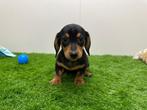 Nestje Standaard Teckel pups, Dieren en Toebehoren, België, Standaard, 8 tot 15 weken, Korthaar