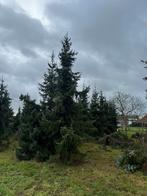 Grote kerstbomen, Ophalen