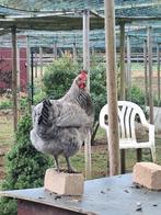 Nog enkele olijfleggers, Dieren en Toebehoren