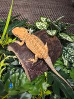 Jonge Baardagaam – Hypo standard tiger Orange mix morph