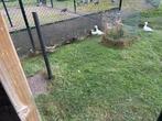 Siereendjes, Dieren en Toebehoren, Meerdere dieren, Eend
