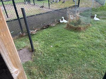 Siereendjes, Plusieurs animaux, Canard