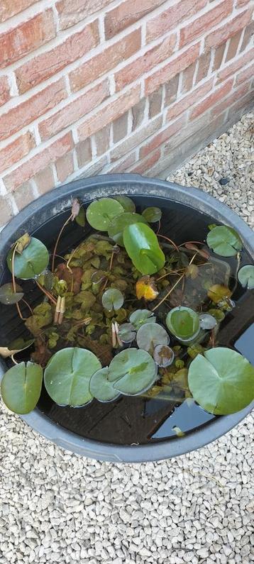 Waterlelies  beschikbaar voor biedingen
