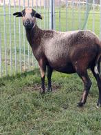 Mooi schaap (ooi), Dieren en Toebehoren, Schaap
