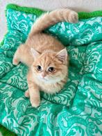 Golden Brits korthaar en langhaar kittens, Dieren en Toebehoren, Meerdere dieren, Gechipt, 0 tot 2 jaar
