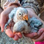 Fischeri dwergpapegaaien voor handopfok, Plusieurs animaux, Perroquet nain ou Inséparable, Bagué