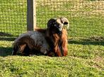 Volwassen Kameroen ram, Dieren en Toebehoren, Mannelijk, Schaap, 3 tot 5 jaar