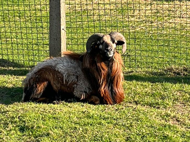 Volwassen Kameroen ram, Dieren en Toebehoren, Schapen, Geiten en Varkens, Schaap, Mannelijk, 3 tot 5 jaar
