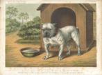 Eleveurs Bruxelles litho "Boulot Bulldog de la petite Espèce, Moins de 50 cm, Enlèvement, Autres types, Moins de 50 cm