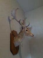 Kop en gewei van damhertbok, lichtbruin en witte nek, Enlèvement, Comme neuf, Cerf