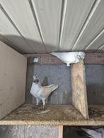 Pakistan  Hoogvliger, Animaux & Accessoires, Oiseaux | Pigeons