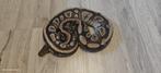 ball python 0.1 dinker mojave, Dieren en Toebehoren, Slang, Tam, 0 tot 2 jaar