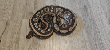 ball python 0.1 dinker mojave beschikbaar voor biedingen