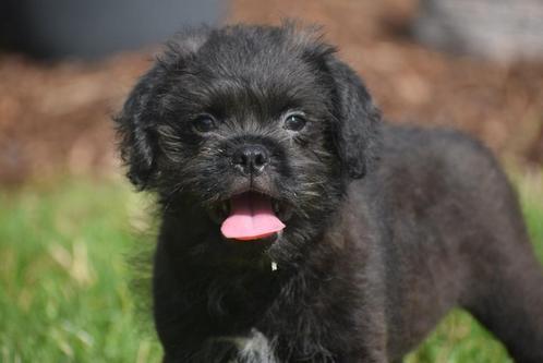 Pugapoo pups kruising mopshond x Poedel pup, Dieren en Toebehoren, Honden | Niet-rashonden, Klein, Meerdere dieren, Fokker | Professioneel