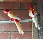 Bewezen kweekkoppel rubino rossela´s, Meerdere dieren, Parkiet, Geringd