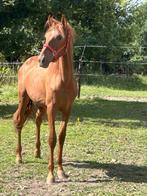 Foal PRE 20 maanden, Dieren en Toebehoren, Minder dan 160 cm, Gechipt, Niet van toepassing, Dressuurpaard