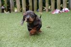 Prachtige kortharige dwerg teckel pups (dwergteckel), Dieren en Toebehoren, België, CDV (hondenziekte), 8 tot 15 weken, Korthaar