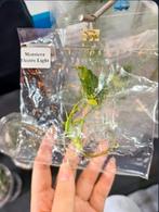 Monstera Electrolight, Envoi