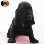 Engelse Cocker - Prachtige pups te koop, België, Handelaar, CDV (hondenziekte), 8 tot 15 weken