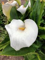 Zantedeschia, Tuin en Terras, Planten | Tuinplanten, Ophalen, Volle zon
