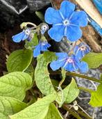 Lot de 17 plantes vivaces différentes, Tuin en Terras, Planten | Tuinplanten, Ophalen, Vaste plant
