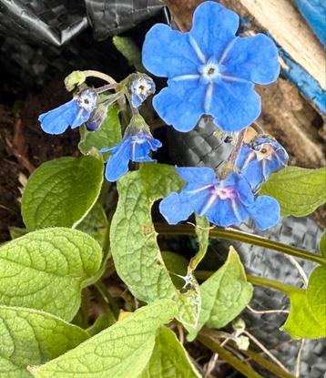 Lot de 17 plantes vivaces différentes beschikbaar voor biedingen