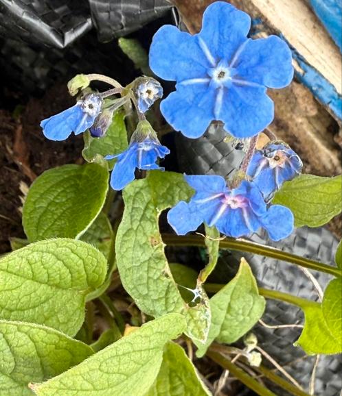 Lot de 17 plantes vivaces différentes, Tuin en Terras, Planten | Tuinplanten, Vaste plant, Ophalen