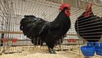 Zwarte australorp haan 2025 TT kwaliteit, Dieren en Toebehoren