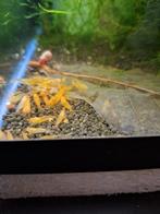 Yellow kingkong orange eyes(caridina garnalen), Dieren en Toebehoren