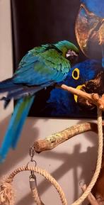 Miligold ara, Dieren en Toebehoren, Mannelijk, Papegaai, Geringd