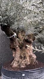 Olijfboom bonsai ramificado, Volle zon, Ophalen of Verzenden, 100 tot 250 cm, Olijfboom