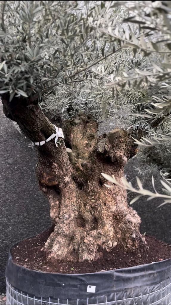 Olijfboom bonsai ramificado, Jardin & Terrasse, Plantes | Arbres, Olivier, 100 à 250 cm, Plein soleil, Été, Enlèvement ou Envoi