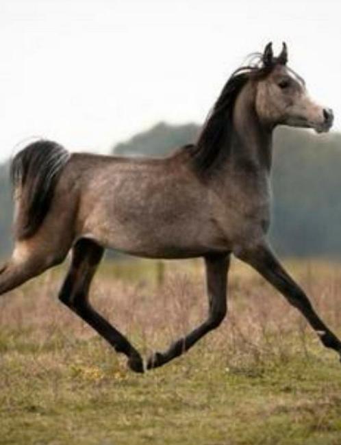 Arabisch volbloed te koop hengst paard pony, Dieren en Toebehoren, Paarden en Pony's | Dekhengsten en Fokmerries, Hengst