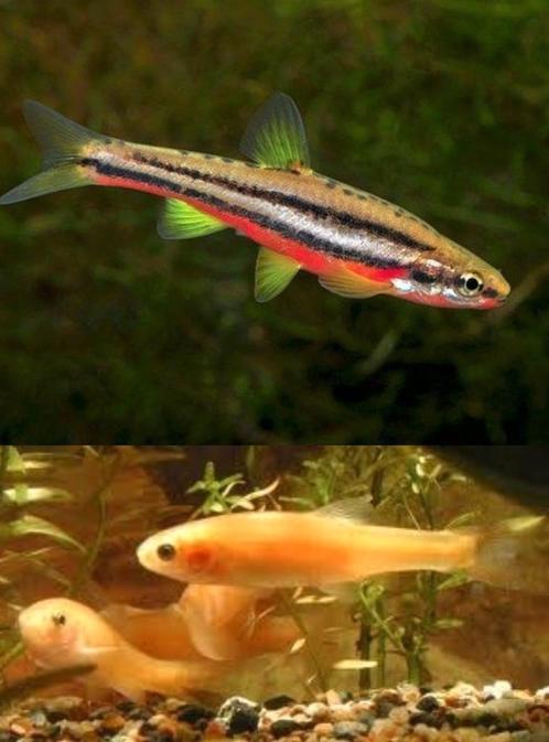 Goudelrits & Roodbuikelrits 4/6, Dieren en Toebehoren, Vissen | Aquariumvissen