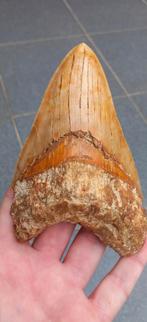 Grote Megalodon haaientand fossiel., Ophalen of Verzenden, Fossiel