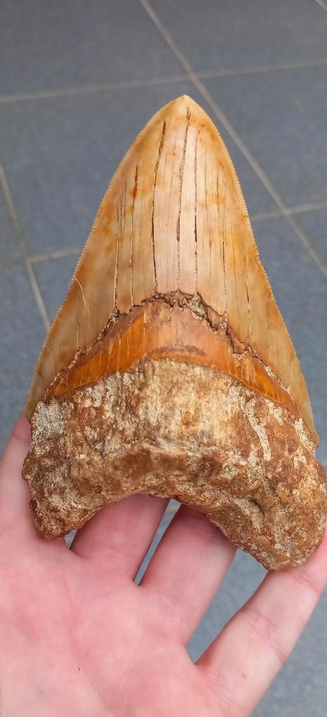 Grote Megalodon haaientand fossiel., Verzamelen, Mineralen en Fossielen, Fossiel, Ophalen of Verzenden