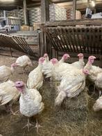 Kalkoenen, Dieren en Toebehoren, Pluimvee, Mannelijk, Kalkoen