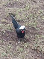 Hollandse kuifhoen haan, Dieren en Toebehoren