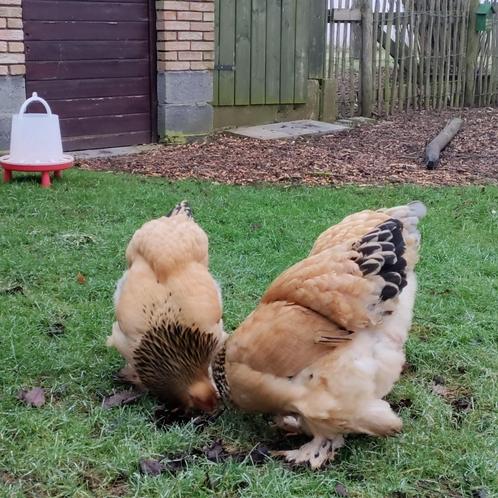 Brahma trio; buff zwarte hennen en vuilwitte/splash haan, Dieren en Toebehoren, Pluimvee, Kip, Meerdere dieren