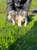 JACK RUSSELS, Dieren en Toebehoren, België, Particulier, Jack Russell Terriër, Reu