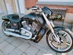 Harley Davidson vrod muscle, Motos, Autre, Particulier