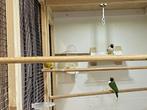 Gouldamadines te koop, Dieren en Toebehoren, Geringd