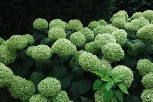 Sierplanten te koop, Tuin en Terras, Planten | Tuinplanten, Vaste plant, Overige soorten, Volle zon, Zomer, Ophalen