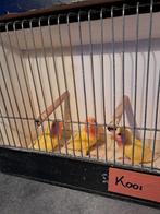 Lutino Roseicolli's Jongen eind 2025, Dieren en Toebehoren, Vogels | Parkieten en Papegaaien, Vrouwelijk, Dwergpapegaai of Agapornis