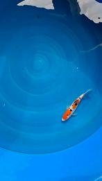 VHQ Japanse koi doitsu sanke, Dieren en Toebehoren, Vissen | Vijvervissen, Karper of Koi