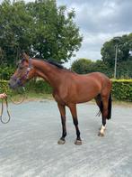 Leuk 5jarig springpaard, Dieren en Toebehoren, Ruin, Springpaard